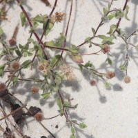 Blumea obliqua (L.) Druce